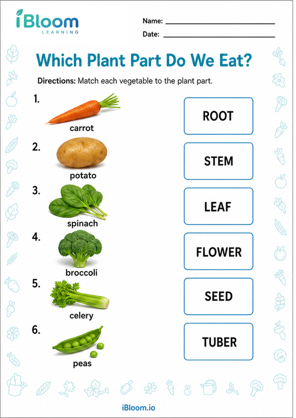 Preview page 1 of Which Plant Part Do We Eat?